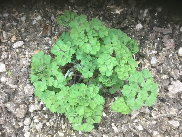 Plant Id help please....
