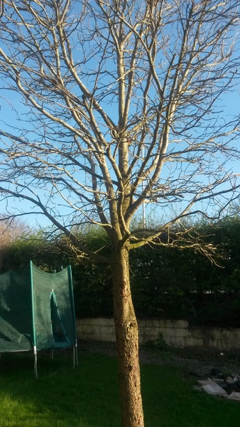 What is this tree