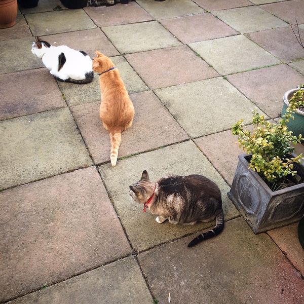 What's your dcat doing today?