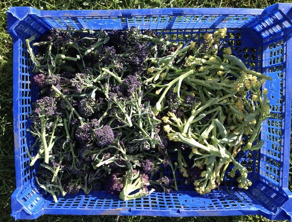 Allotment/Veg Patch -Thread  8 - Its spring - time to get busy!