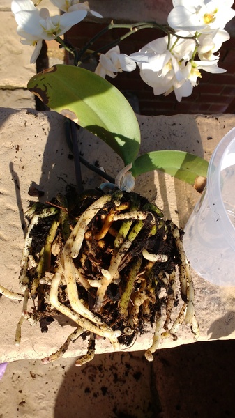 Dying orchid. Any suggestions for revival?