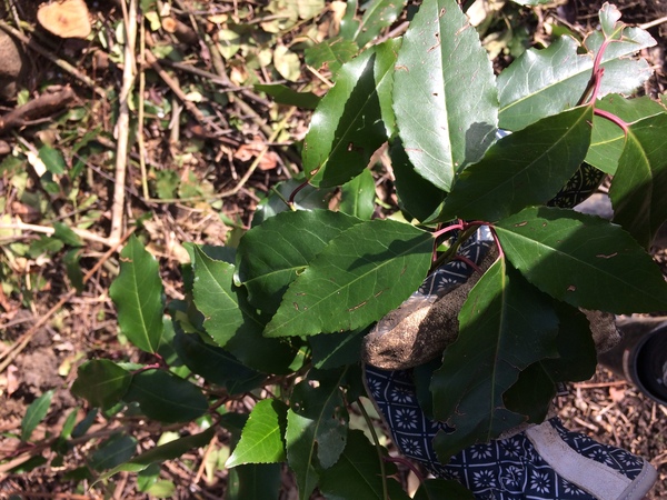 Identifying a plant... without a picture!