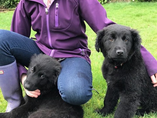 Has anybody had a good experience with a rescue dog?