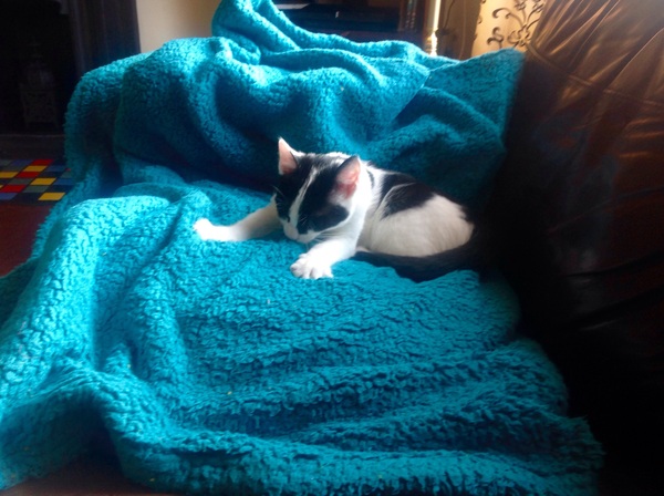Cat sitting - any advice?