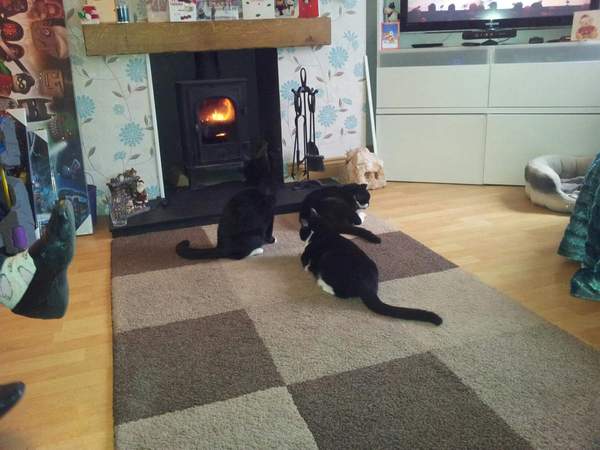 I think they want to go out (pic)