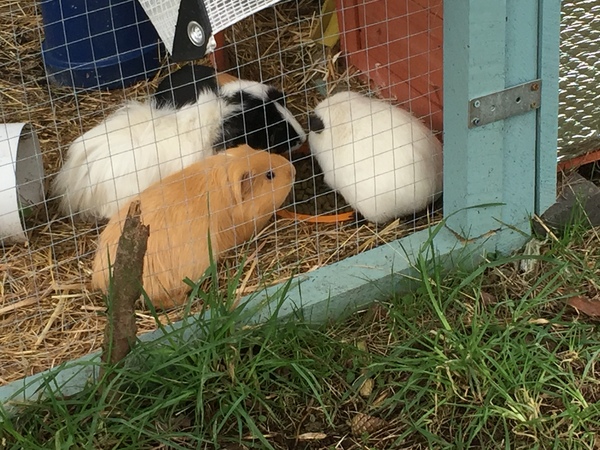How do you get your Guinea Pigs to like you?