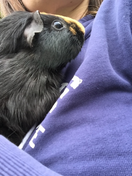 Collecting my piggies today!