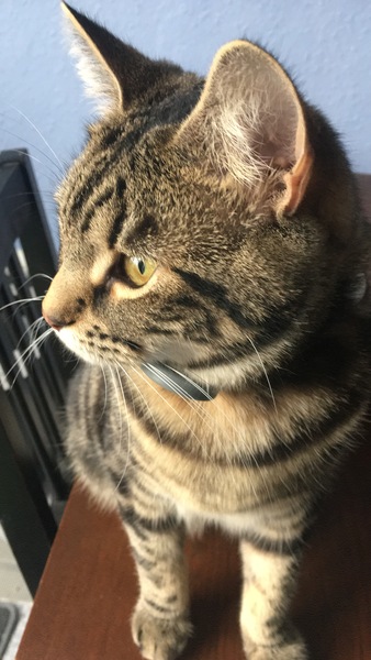 What's your dcat doing today?