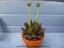 to think my office pot plant is openly mocking me?
