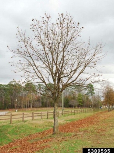 What is this tree