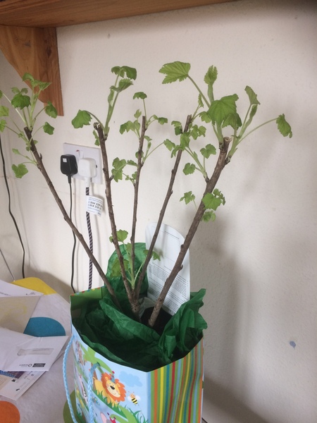 Can anyone help me with some questions about planting a redcurrant bush?