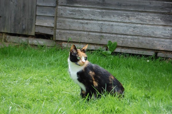 Neighbours seem to have left their cat behind