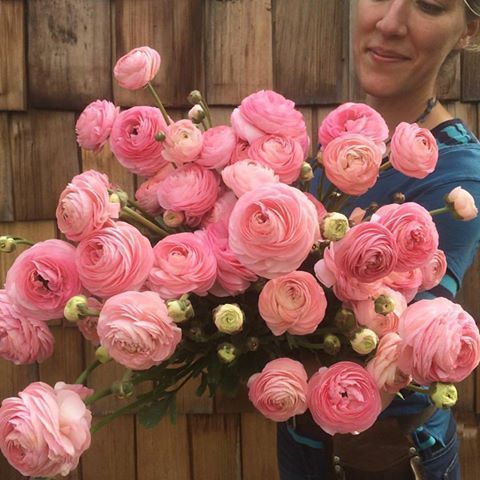 Can anyone tell me what flower this is?