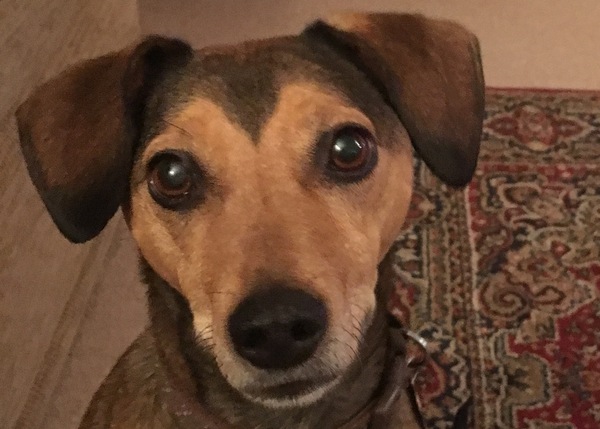 Has anybody had a good experience with a rescue dog?