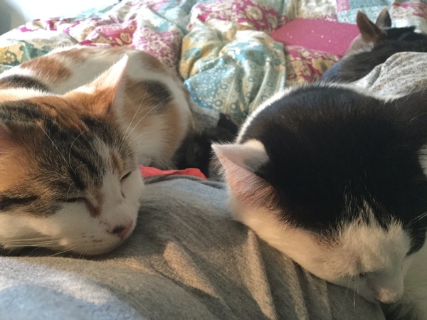 What's your dcat doing today?