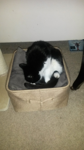 What's your dcat doing today?