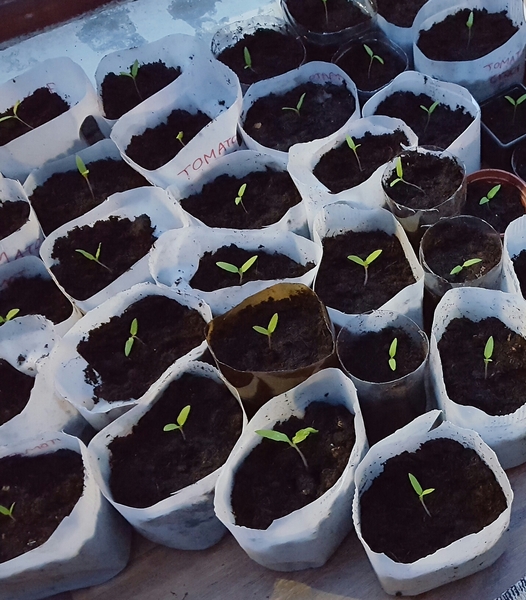 Allotment/Veg Patch -Thread  8 - Its spring - time to get busy!