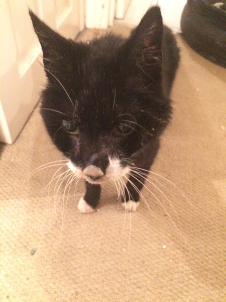 Is this normal behaviour for older cat?