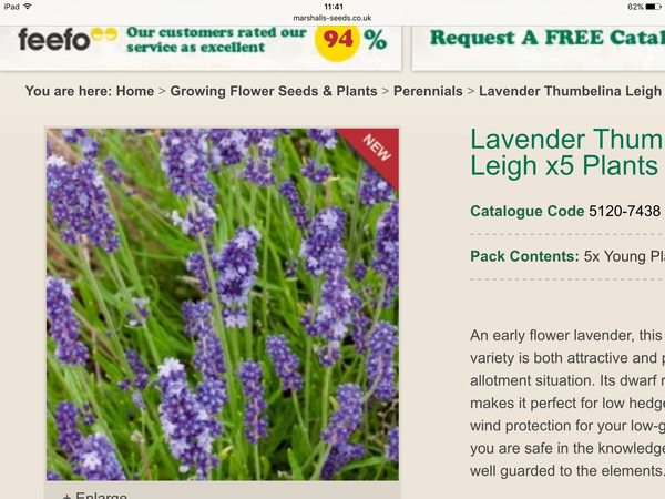 Can anyone recommend a low-level shrub for front garden border?
