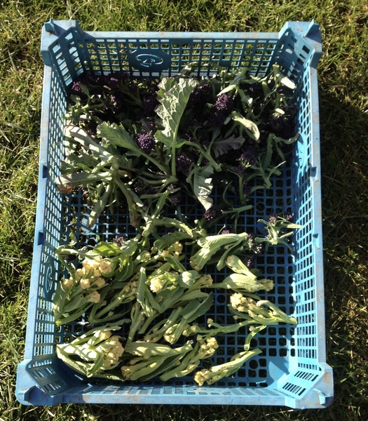 Allotment/Veg Patch - Thread 7 - The Harvesters Arms