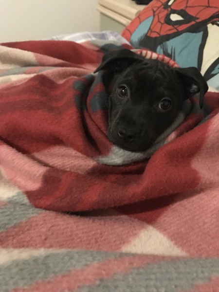 Does anyone fancy a 'puppy survival' thread?