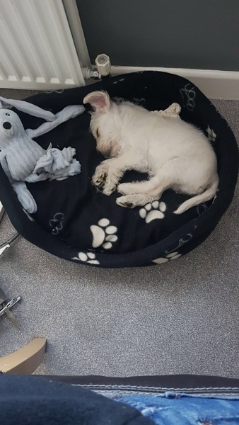 Does anyone fancy a 'puppy survival' thread?