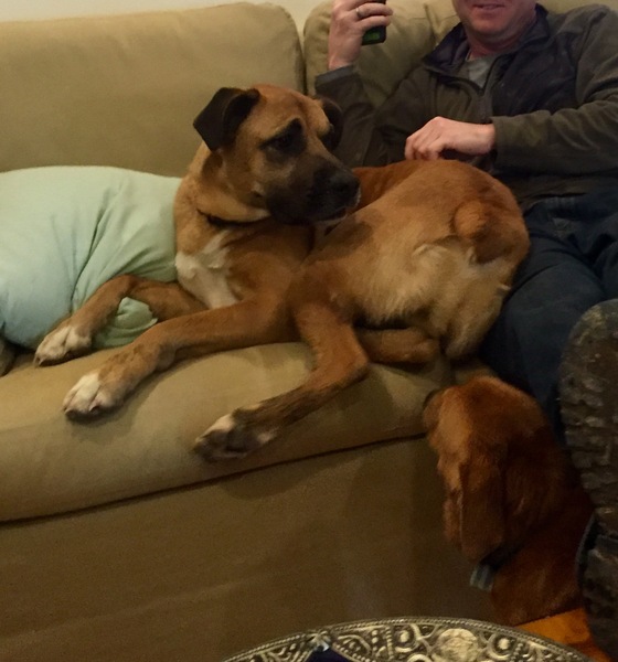 to want to keep the lost dog we found?