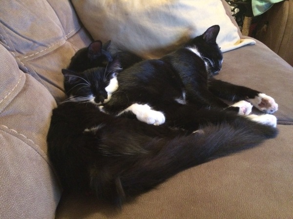 How to choose between two kittens?