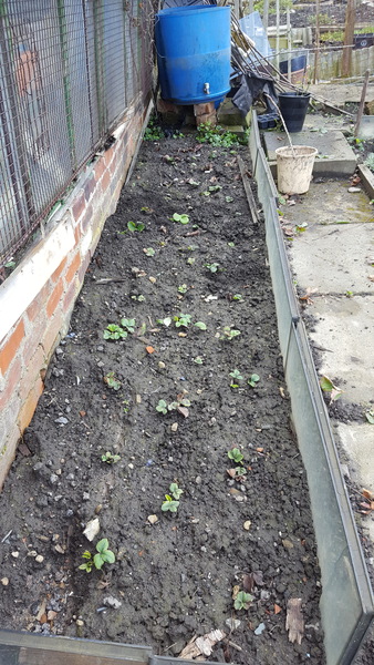 Allotment/Veg Patch -Thread  8 - Its spring - time to get busy!