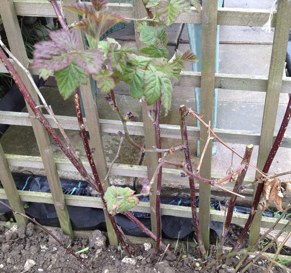 Allotment/Veg Patch -Thread  8 - Its spring - time to get busy!