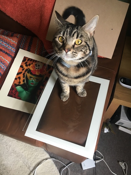 What's your dcat doing today?
