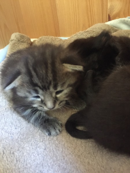 We're getting a kitten!!! With pic