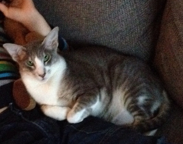 Overweight older kitten