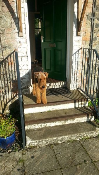 Tell Bought By Many Pet Insurance about your pets’ biggest mishaps - £300 voucher to be won NOW CLOSED