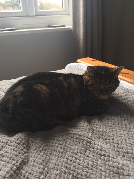 What's your dcat doing today?