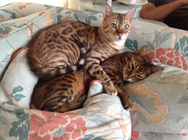 What's your dcat doing today?