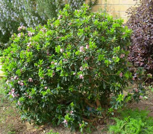 Daphne falling over