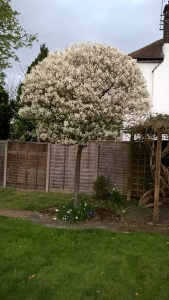 Tree identification please