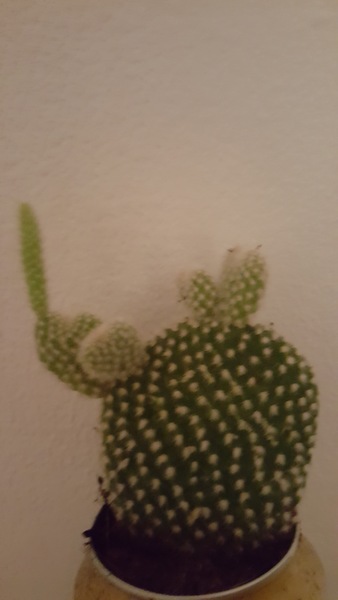 to think my office pot plant is openly mocking me?