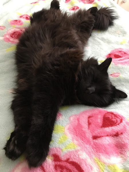 What's your dcat doing today?