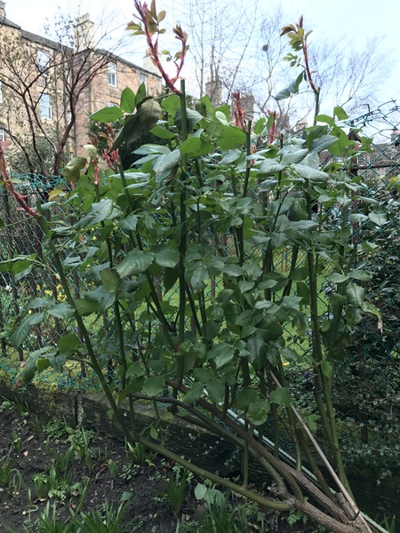 Uncertain rose - pruning