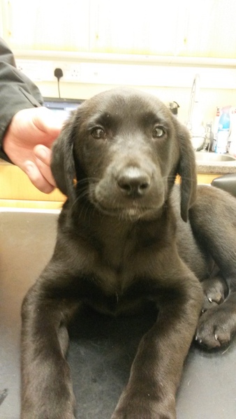 Does anyone fancy a 'puppy survival' thread?