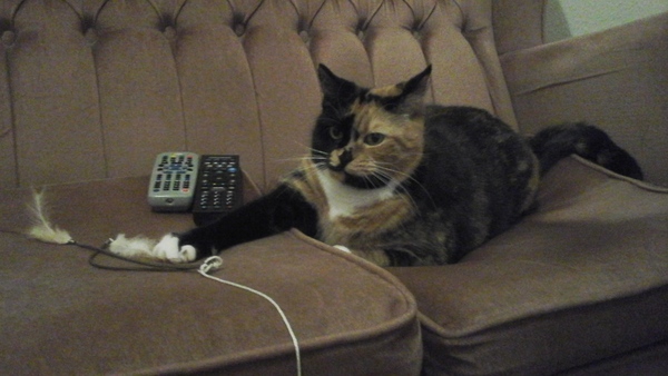 Do you work for a genius cat?