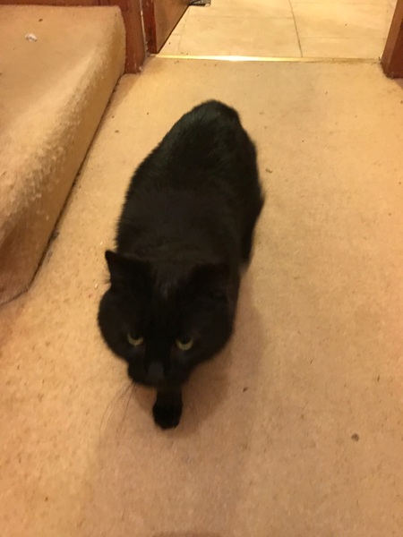 Next foster on his way