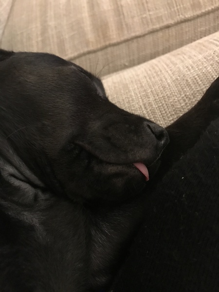 Does anyone fancy a 'puppy survival' thread?
