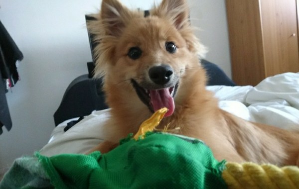 AIBU to be really annoyed by people selling their dogs