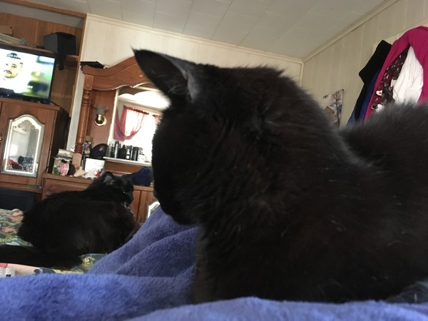 What's your dcat doing today?