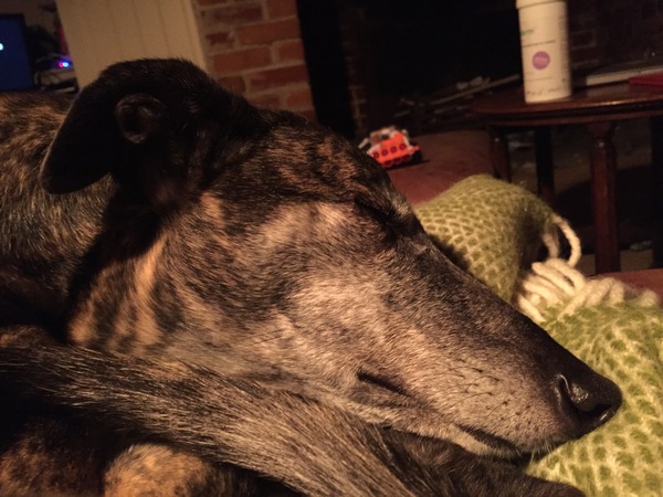 Has anybody had a good experience with a rescue dog?