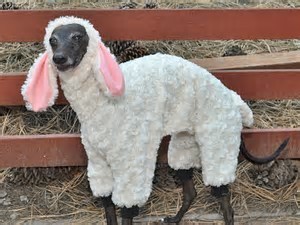 About sheep worrying (I'm, or rather my dog is, the alledged worrier)