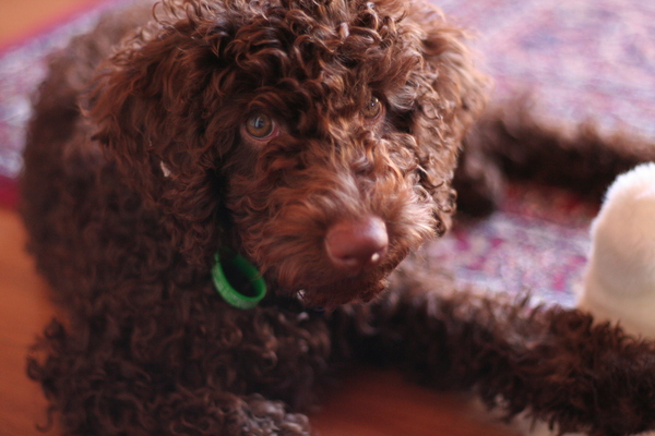 Does anyone fancy a 'puppy survival' thread?